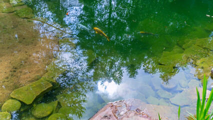 Silhouettes of blue and yellow koi fish exotic carp in the pond on the backyard. Trees are reflected in the water.