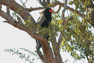Adult Bateleur Eagle, Kruger National Park, South Africa