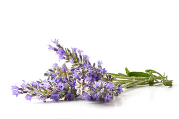 Bouquet of lavender spikes in bloom on white table isolated