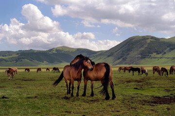 Fototapeta na wymiar Horses 