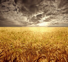 Naklejka premium field of wheat