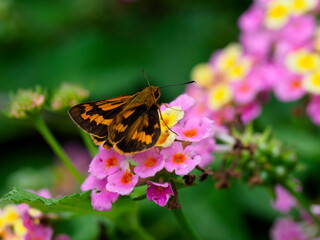 ランタナの蜜を吸う蝶