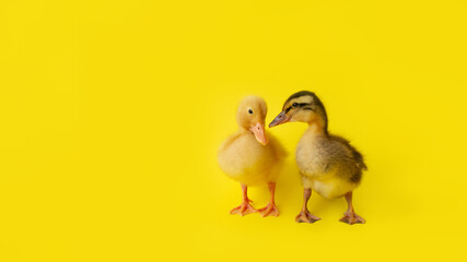 two small yellow and variegated duckling stand on yellow background, selective focus