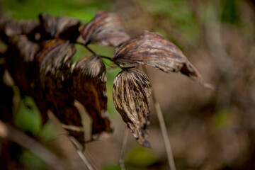 Autumn leaves in various states of decay captured along a hiking trail in an Ontario Provincial Park.