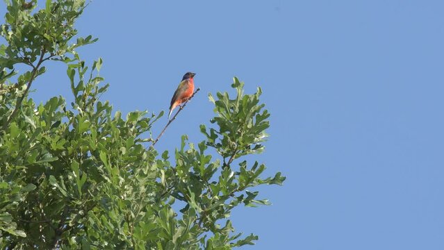 Male Painted Bunting singing on top of an Oak tree