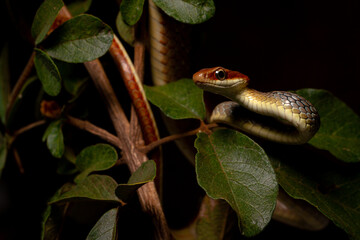 brown vine snake on the tree