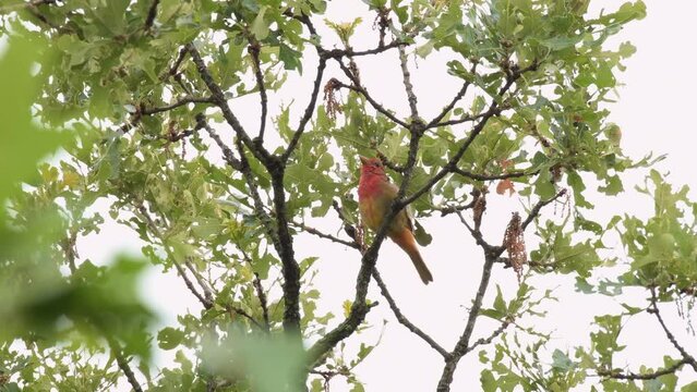 Beautiful, immature male Summer Tanager singing on top of an Oak tree