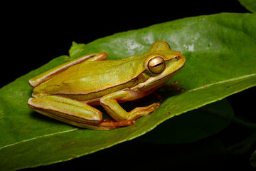 green tree frong on the leaf