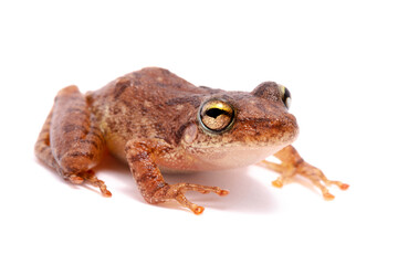 brown tree frog on white backgroun
