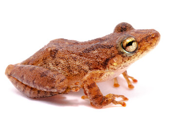 brown tree frog on white backgroun