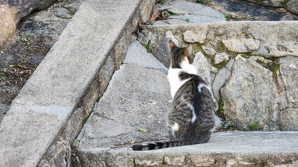stair stone mineral cement concrete texture pattern landscape vegetation nature animal cat mimic