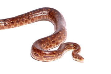 rainbow boa on white background