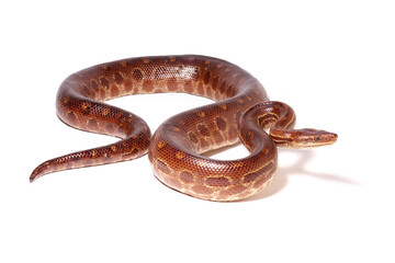 rainbow boa on white background