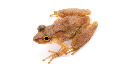 tree frog on white background