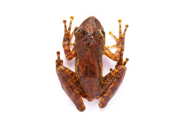 tree frog on white background