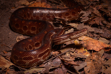 rainbow boa on the ground