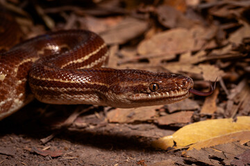 rainbow boa on the ground