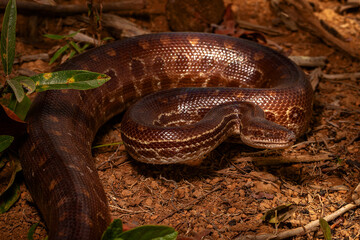rainbow boa on the ground