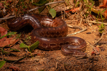 rainbow boa on the ground