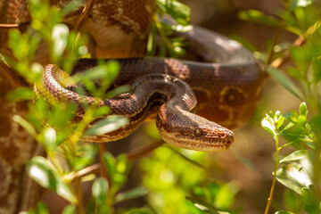 rainbow boa on the tree