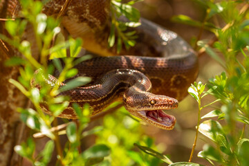 rainbow boa on the tree