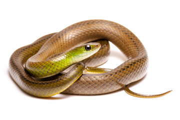green and brown spoted water snake on wite background