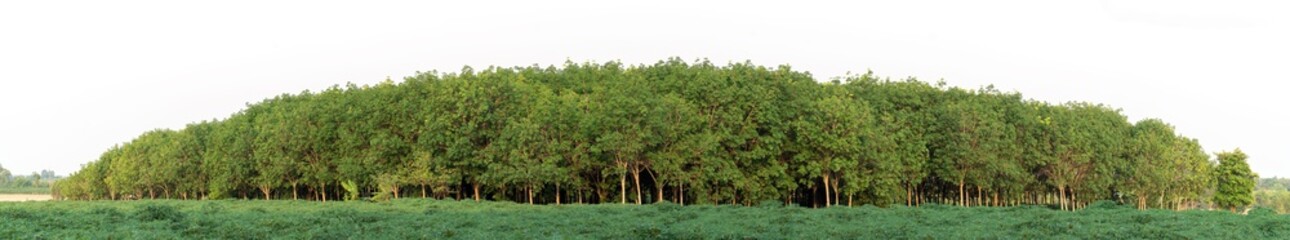 Group of rubber tree group. green rubber tree isolated on white background.