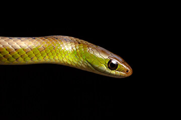 green and brown spoted water snake on black background
