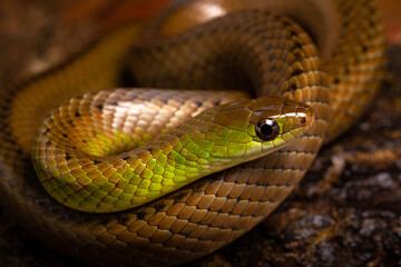 green and brown spoted water snake on a wood in the river
