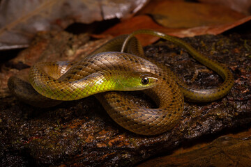 green and brown spoted water snake on a wood in the river