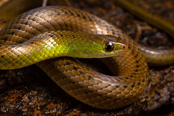 green and brown spoted water snake on a wood in the river