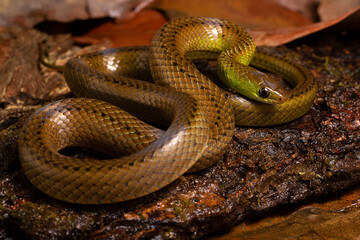 green and brown spoted water snake on a wood in the river