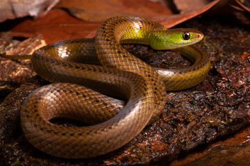 green and brown spoted water snake on a wood in the river