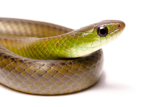 green and brown spoted water snake on wite background