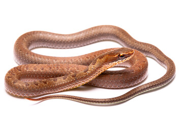 brown spoted runner ground snake on white background back