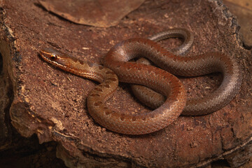 brown spoted runner ground snake on wood