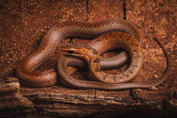 brown spoted runner ground snake on wood