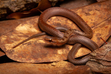 brown spoted runner ground snake on leaf trash