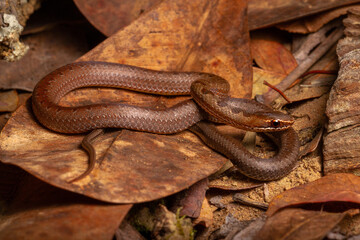brown spoted runner ground snake on leaf trash