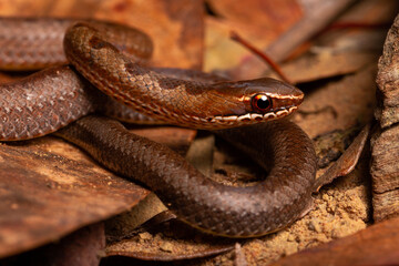 brown spoted runner ground snake on leaf trash
