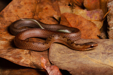 brown spoted runner ground snake on leaf trash