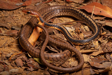 brown and black vine snake on trash leafs on the ground