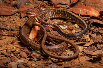brown and black vine snake on trash leafs on the ground