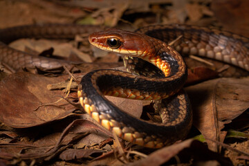 brown and black vine snake on trash leafs on the ground