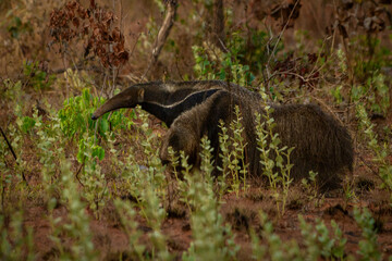 giant anteater tamandua bandeira