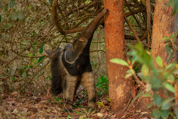Fototapeta na wymiar giant anteater tamandua bandeira