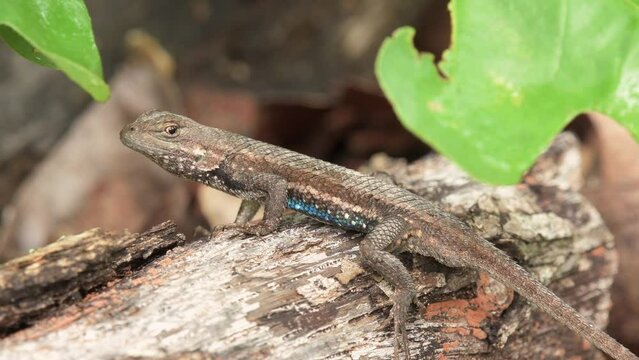 Male Eastern Fence lizard on a log, looking around