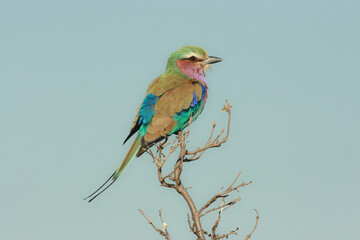 Lilac-breasted Roller, Kruger National Park, South Africa