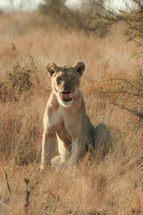 Lioness, Kruger National Park, South Africa