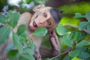 可愛いサル
